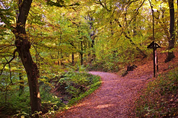 Beautiful Tourist Path Autumn Forest — Stock Photo, Image