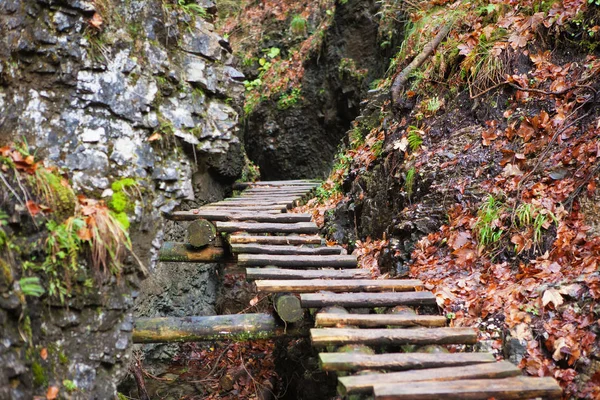 Ahşap merdivenler kayalıklarla Slovak cennet Milli Parkı, Slovakya arasında yapılan turizm yolu
