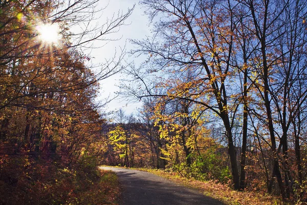 Hermoso Bosque Otoño Con Rayo Sol Carretera Sinuosa —  Fotos de Stock