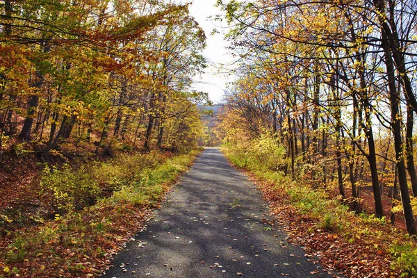 Colorful Autumn Landscape Forest Road Fallen Leaves — Stock Photo, Image
