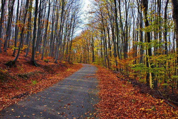 Bonito Paisaje Otoño Color Cálido Bosque Con Camino Sinuoso Hojas —  Fotos de Stock