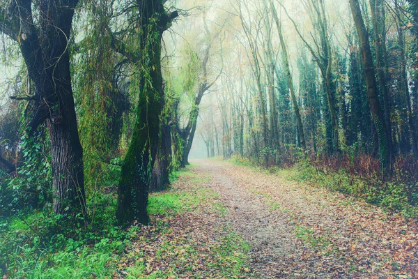 Bir Yol Ile Mistik Sisli Orman — Stok fotoğraf