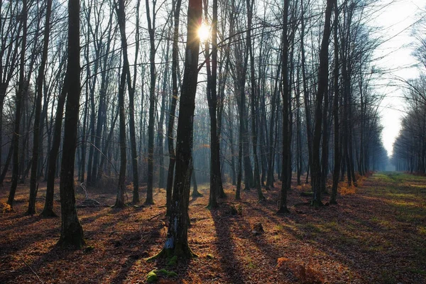 Kış Çıplak Ağaçlar Güneş Uzun Gölgeler Ile Güzel Manzara — Stok fotoğraf