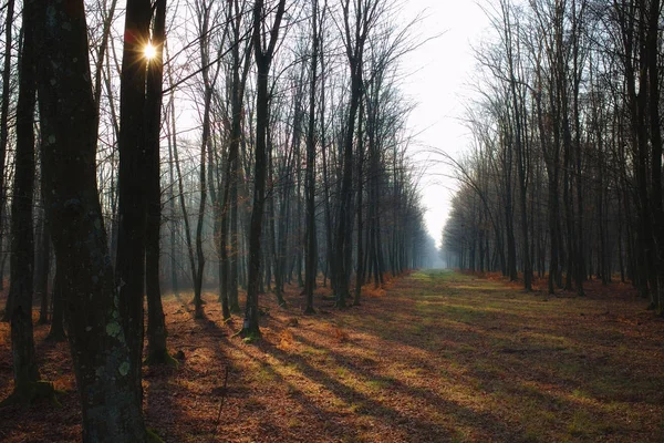 Kış Fath Çıplak Ağaçlar Güneş Uzun Gölgeler Güzel Manzara — Stok fotoğraf