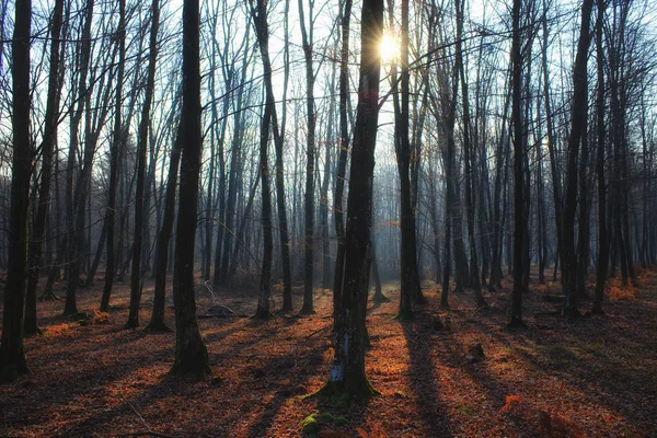 Forêt Dénudée Mystique Avec Brouillard Ombres Longues Rayon Soleil — Photo