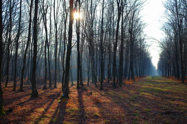 Belle Forêt Hiver Avec Rayon Soleil Longues Ombres Sans Neige — Photo