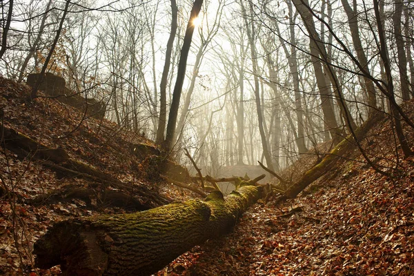Πανέμορφο Ομιχλώδες Δάσος Γυμνά Ήλιο Και Μια Mossy Ημερολόγιο Έπεσε — Φωτογραφία Αρχείου