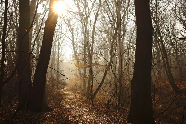 Güzel Sisli Orman Yolu Ile Güneş — Stok fotoğraf