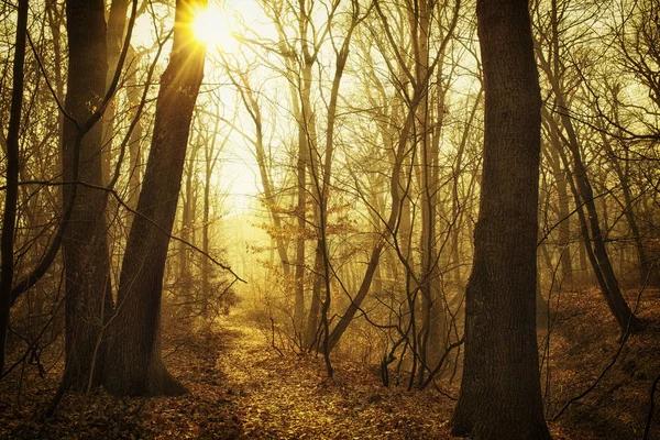 Sıcak Günbatımı Güzel Sisli Orman Yolu — Stok fotoğraf