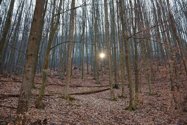 Пейзаж Голим Лісом Променями Сонця — стокове фото