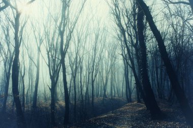 Thick forest with path in mysterious fog clipart