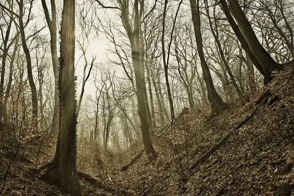 Μυστηριώδες δάσος με ομίχλη και ηλιαχτίδα. HDR εικόνα με μαύρο gol — Φωτογραφία Αρχείου