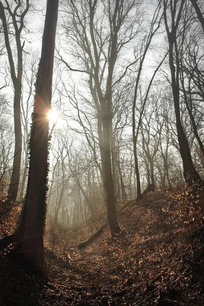 Ομιχλώδες Δάσος Στην Μυστηριώδη Ομίχλη Ηλιαχτίδα — Φωτογραφία Αρχείου