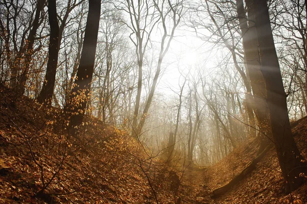 Belle forêt d'automne avec brouillard et rayon de soleil — Photo