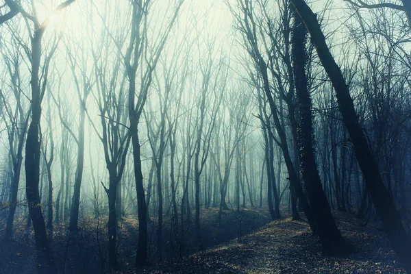 Dichter Wald mit Pfad im geheimnisvollen Nebel — Stockfoto
