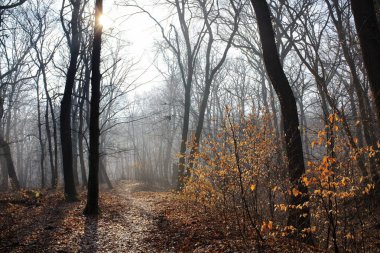 Yol ve güneş sisli park
