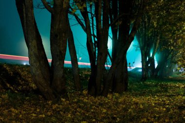 ağaçlar dayanıklılık ile gece fotoğraf yola yakın: