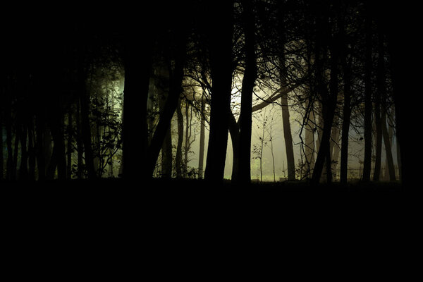 Scary dark forest at night.