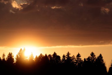 Orman ağaçları günbatımı arka plan üzerinde