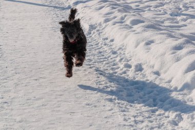 siyah kaniş tempolu gündüz kar ile çalışır