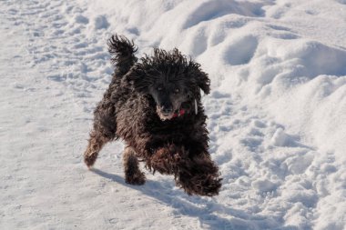 siyah kaniş tempolu gündüz kar ile çalışır
