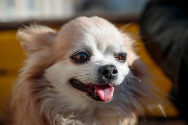 bir banka sahibi yakınındaki küçük kabarık ve beyaz köpek