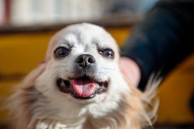 bir banka sahibi yakınındaki küçük kabarık ve beyaz köpek