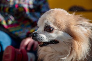 bir banka sahibi yakınındaki küçük kabarık ve beyaz köpek