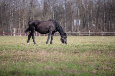 gün boyu bir yürüyüş için at