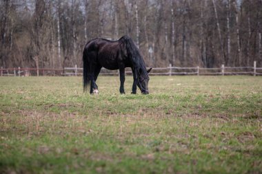 gün boyu bir yürüyüş için at