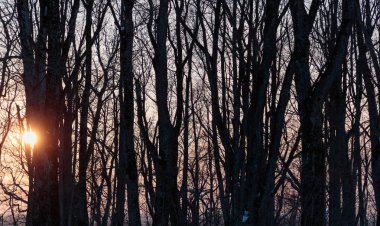 akşam kuru ağaçların arasından güneş parlıyor