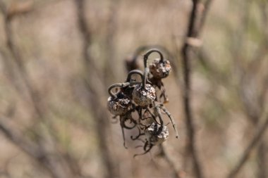 bir dogrose korkunç ve kuru Şubesi