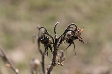 bir dogrose korkunç ve kuru Şubesi