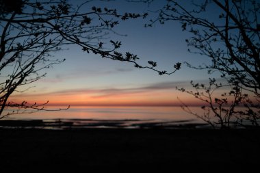 gün batımı bir arka plan üzerinde genç ağaçlarının dalları
