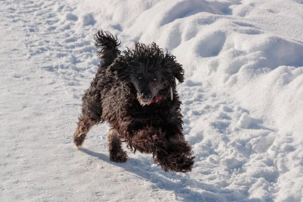 siyah kaniş tempolu gündüz kar ile çalışır
