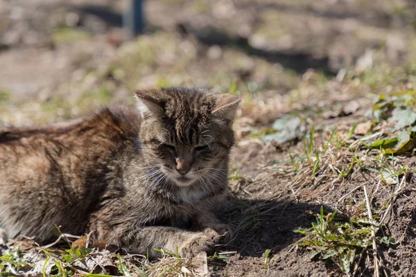 Gatto sdraiato a terra viene riscaldato al sole e travestito da paesaggio — Foto Stock