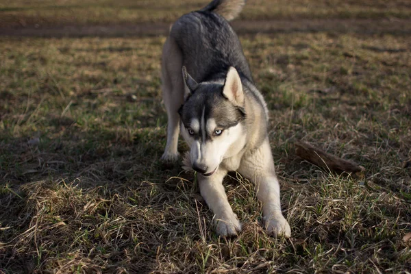 Husky sur l'herbe sèche au printemps et le jour — Photo