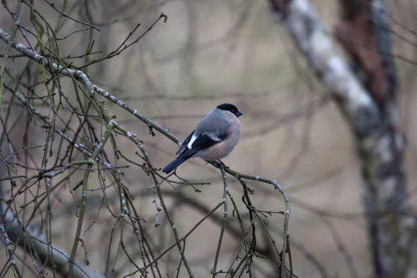 Bullfinch sits on a branch of a dry tree — Stock Photo, Image