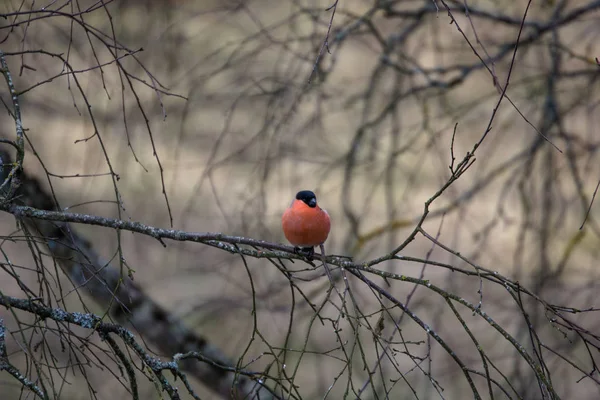 Goudvink zit op een tak van een droge boom — Stockfoto