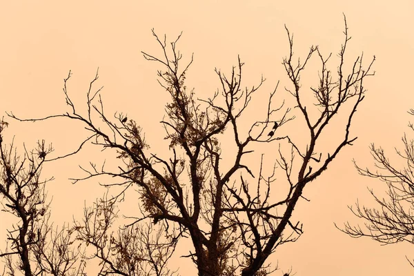 Ramas secas de árboles sobre un fondo de cielo rosado — Foto de Stock