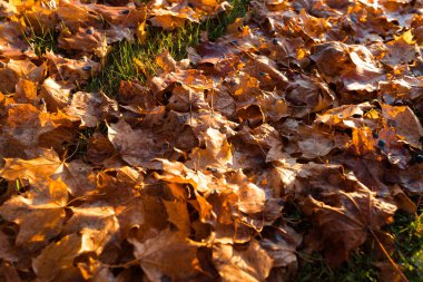 düşmüş ağaçlarda sonbahar gün boyu