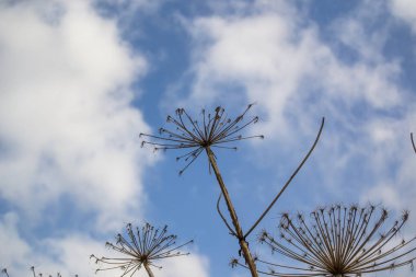 bir hogweed bir gökyüzü arka plan üzerinde kuru dalları