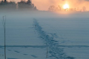 karlı bir alan ve mesafe ağaçlarda günbatımı