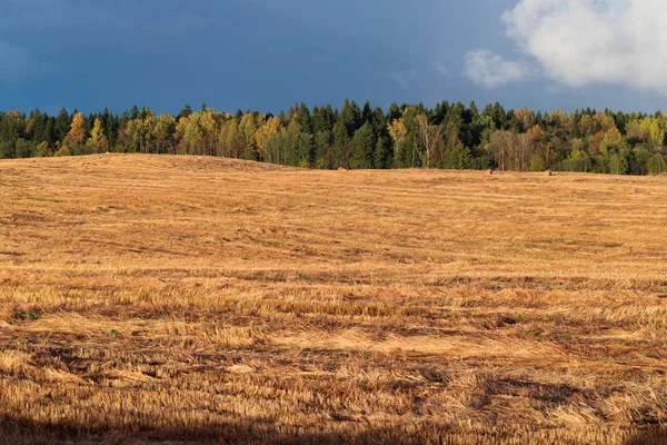 golden field in the background of a dense forest in the daytime