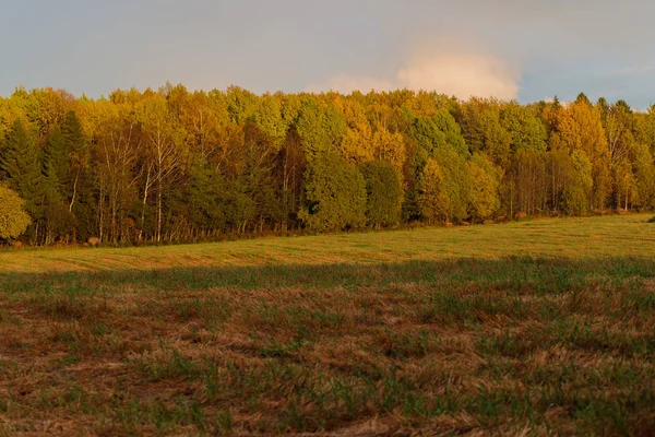Fitta foresta e campo in primavera durante il giorno — Foto Stock