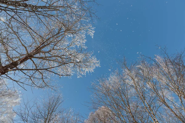 Neve em ramos contra o céu azul — Fotografia de Stock