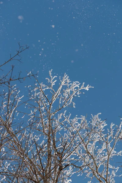 Neve sui rami contro il cielo blu — Foto Stock