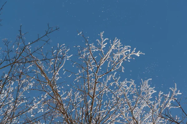 Neve sui rami contro il cielo blu — Foto Stock