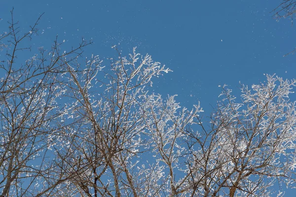 Neve em ramos contra o céu azul — Fotografia de Stock