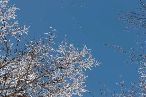 Neve sui rami contro il cielo blu — Foto Stock